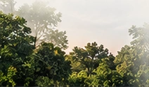 Green landscape from the supplied development reference